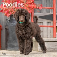 2026 Calendar Poodles 16-Month Square Wall, BrownTrout BT05160