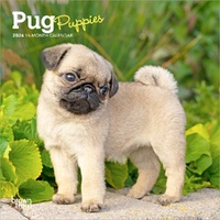 2026 Calendar Pug Puppies 16-Month Mini Wall, BrownTrout BT05214