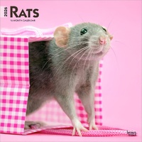 2026 Calendar Rats 16-Month Square Wall, BrownTrout BT05313