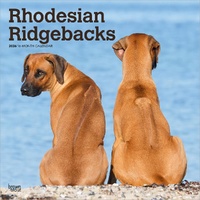 2026 Calendar Rhodesian Ridgebacks 16-Month Square Wall, BrownTrout BT05337