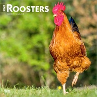 2026 Calendar Roosters 16-Month Square Wall, BrownTrout BT05375