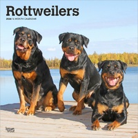 2026 Calendar Rottweilers 16-Month Square Wall, BrownTrout BT05399