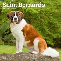 2026 Calendar Saint Bernards 16-Month Square Wall, BrownTrout BT05405