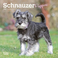 2026 Calendar Schnauzer Puppies 16-Month Mini Wall, BrownTrout BT05436