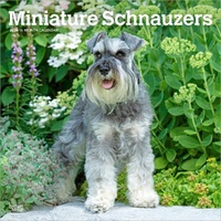 2026 Calendar Miniature Schnauzers 16-Month Square Wall, BrownTrout BT05467