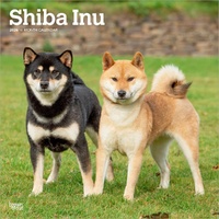 2026 Calendar Shiba Inu 16-Month Square Wall, BrownTrout BT05528