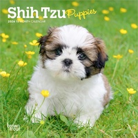 2026 Calendar Shih Tzu Puppies 16-Month Mini Wall, BrownTrout BT05542