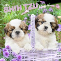 2026 Calendar Shih Tzu Puppies 16-Month Square Wall, BrownTrout BT05559
