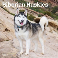 2026 Calendar Siberian Huskies 16-Month Square Wall, BrownTrout BT05580