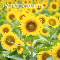 2026 Calendar Sunflowers 16-Month Mini Wall, BrownTrout BT05689