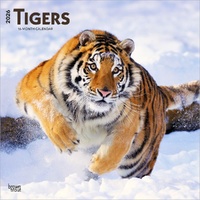 2026 Calendar Tigers 16-Month Square Wall, BrownTrout BT05900
