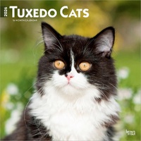 2026 Calendar Tuxedo Cats 16-Month Square Wall, BrownTrout BT06068