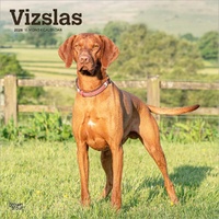 2026 Calendar Vizslas 16-Month Square Wall, BrownTrout BT06167