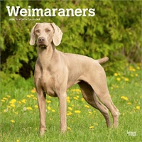 2026 Calendar Weimaraners 16-Month Square Wall, BrownTrout BT06211