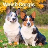 2026 Calendar Welsh Corgis 16-Month Mini Wall, BrownTrout BT06228