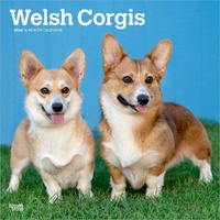 2026 Calendar Welsh Corgis 16-Month Square Wall, BrownTrout BT06235