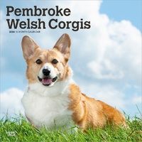 2026 Calendar Pembroke Welsh Corgis 16-Month Square Wall, BrownTrout BT06242