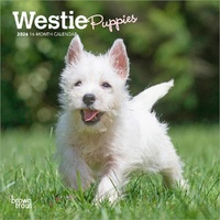 2026 Calendar Westie Puppies 16-Month Mini Wall, BrownTrout BT06259
