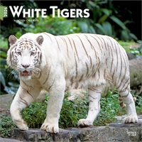 2026 Calendar White Tigers 16-Month Square Wall, BrownTrout BT06341