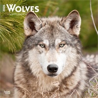2026 Calendar Wolves 16-Month Square Wall, BrownTrout BT06402
