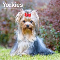 2026 Calendar Yorkies 16-Month Square Wall, BrownTrout BT06464