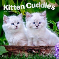 2026 Calendar Kitten Cuddles 16-Month Square Wall, BrownTrout BT06792
