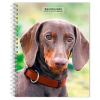 2027 16-Month Planner Dachshunds Engagement Calendar Desk Monthly/Weekly, Browntrout BT09489