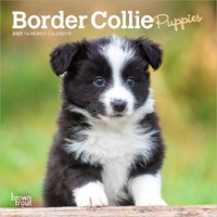 2027 16-Month Calendar Border Collie Puppies Mini Wall, Browntrout BT09915