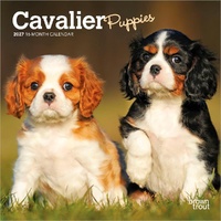 2027 16-Month Calendar Cavalier King Charles Spaniel Puppies Mini Wall, Browntrout BT09953