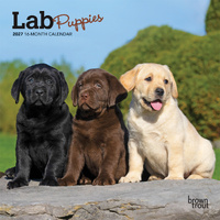 2027 16-Month Calendar Labrador Retriever Puppies Mini Wall, Browntrout BT10027
