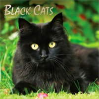 2027 16-Month Calendar Black Cats Square Wall, Browntrout BT11765