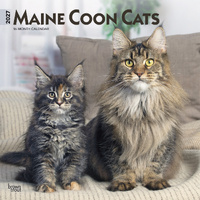 2027 16-Month Calendar Maine Coon Cats Square Wall, Browntrout BT11819