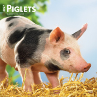 2027 16-Month Calendar Piglets Square Wall, Browntrout BT11932