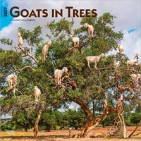 2027 16-Month Calendar Goats in Trees Square Wall, Browntrout BT12052