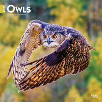 2027 16-Month Calendar Owls Square Wall, Browntrout BT12090