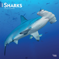 2027 16-Month Calendar Sharks Square Wall, Browntrout BT12106