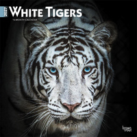 2027 16-Month Calendar White Tigers Square Wall, Browntrout BT12144
