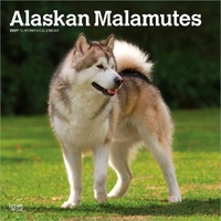 2027 16-Month Calendar Alaskan Malamutes Square Wall, Browntrout BT12168