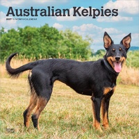 2027 16-Month Calendar Australian Kelpies Square Wall, Browntrout BT12199