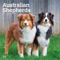 2027 16-Month Calendar Australian Shepherds Square Wall, Browntrout BT12205