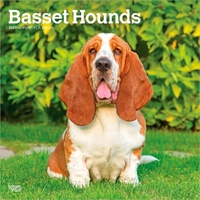 2027 16-Month Calendar Basset Hounds Square Wall, Browntrout BT12212