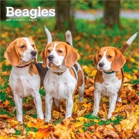2027 16-Month Calendar Beagles Square Wall, Browntrout BT12229