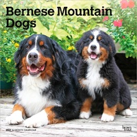 2027 16-Month Calendar Bernese Mountain Dogs Square Wall, Browntrout BT12236