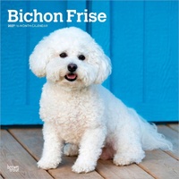 2027 16-Month Calendar Bichon Frise Square Wall, Browntrout BT12243