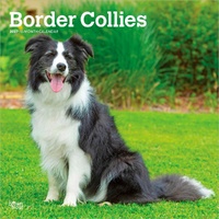 2027 16-Month Calendar Border Collies Square Wall, Browntrout BT12274