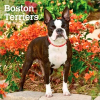 2027 16-Month Calendar Boston Terriers Square Wall, Browntrout BT12298