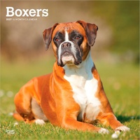 2027 16-Month Calendar Boxers International Edition Square Wall, Browntrout BT12304