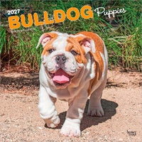 2027 16-Month Calendar Bulldog Puppies Square Wall, Browntrout BT12328
