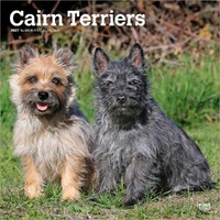2027 16-Month Calendar Cairn Terriers Square Wall, Browntrout BT12342