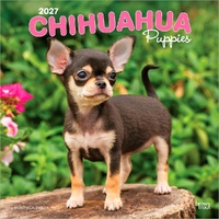 2027 16-Month Calendar Chihuahua Puppies Square Wall, Browntrout BT12359